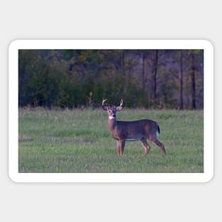 September Deer - White-tailed deer Sticker